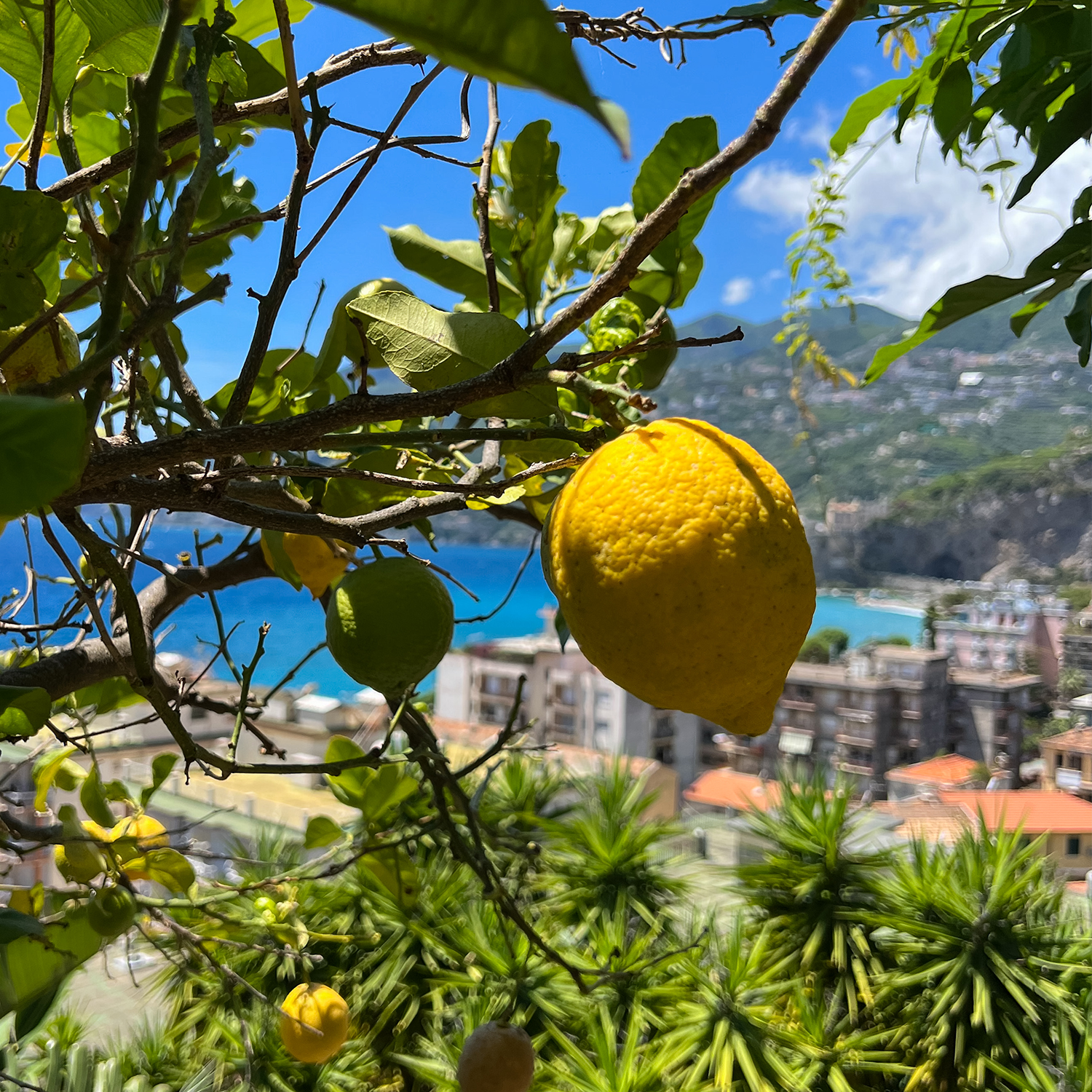 Giardiniello Citrus White Floral Fragrance Oil - Gallia Rae