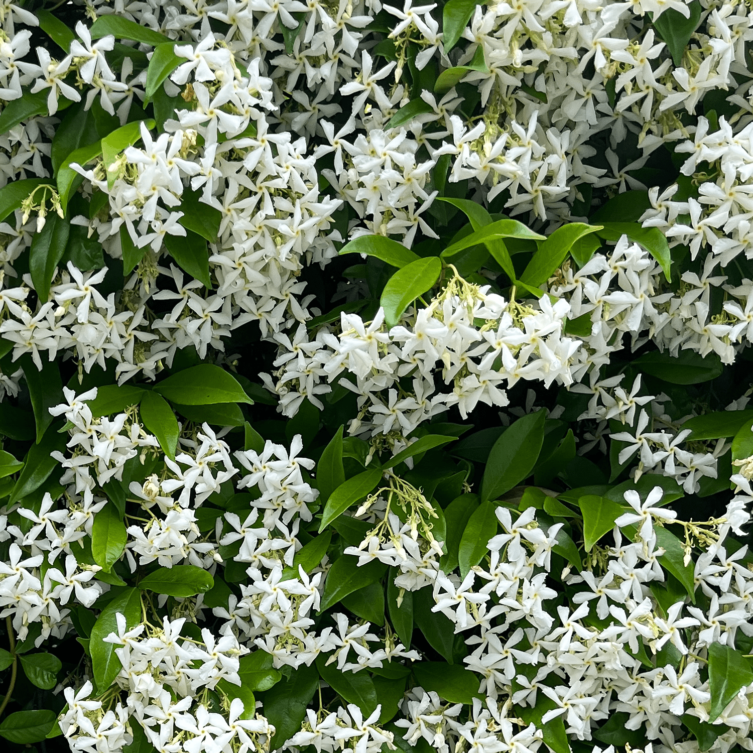 Giardiniello Citrus White Floral Fragrance Oil - Gallia Rae